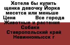 Хотела бы купить щенка девочку Йорка 2 месетса или меньше › Цена ­ 5 000 - Все города Животные и растения » Собаки   . Ставропольский край,Невинномысск г.